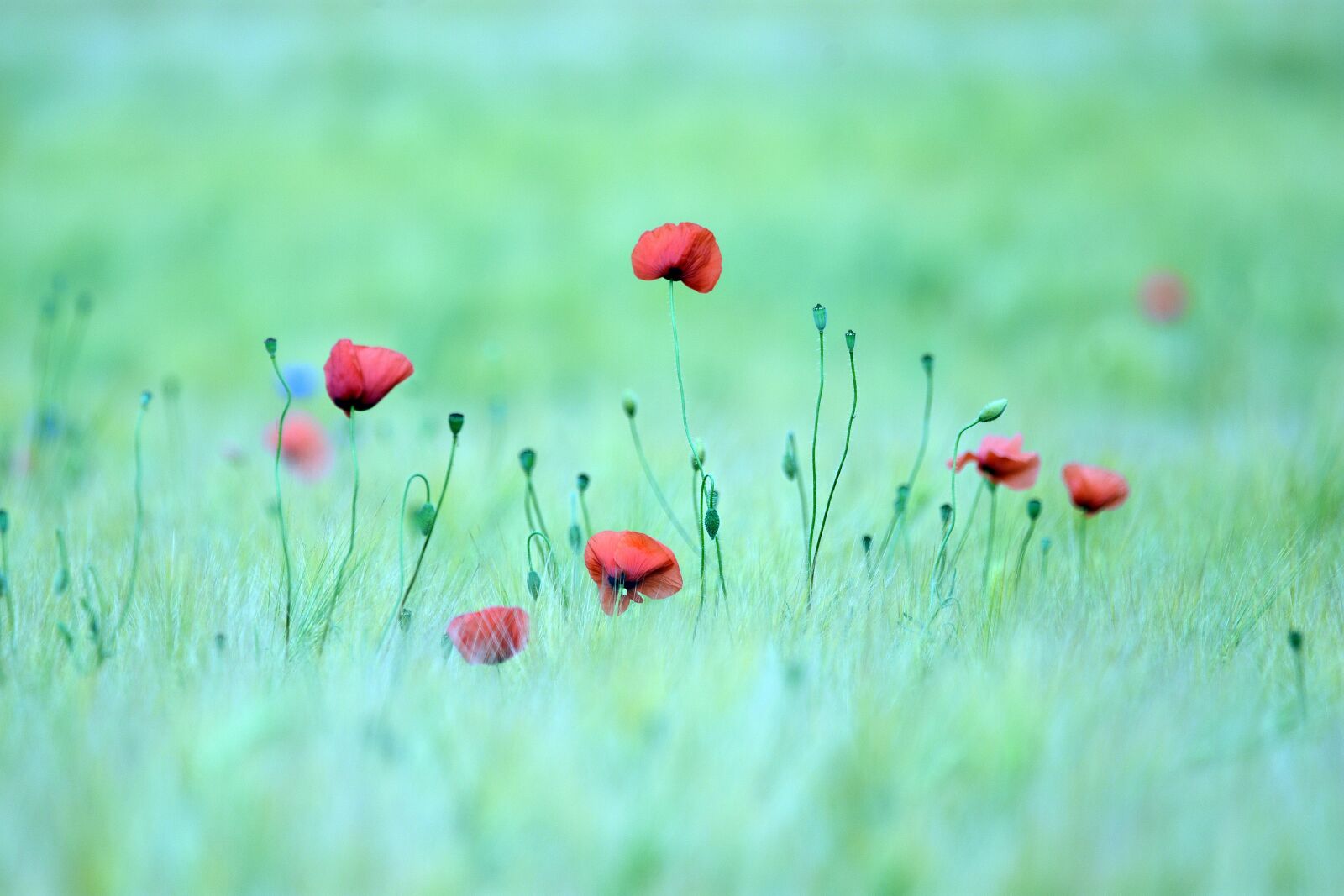 Nikon D3400 sample photo. Poppy, poppies, field photography