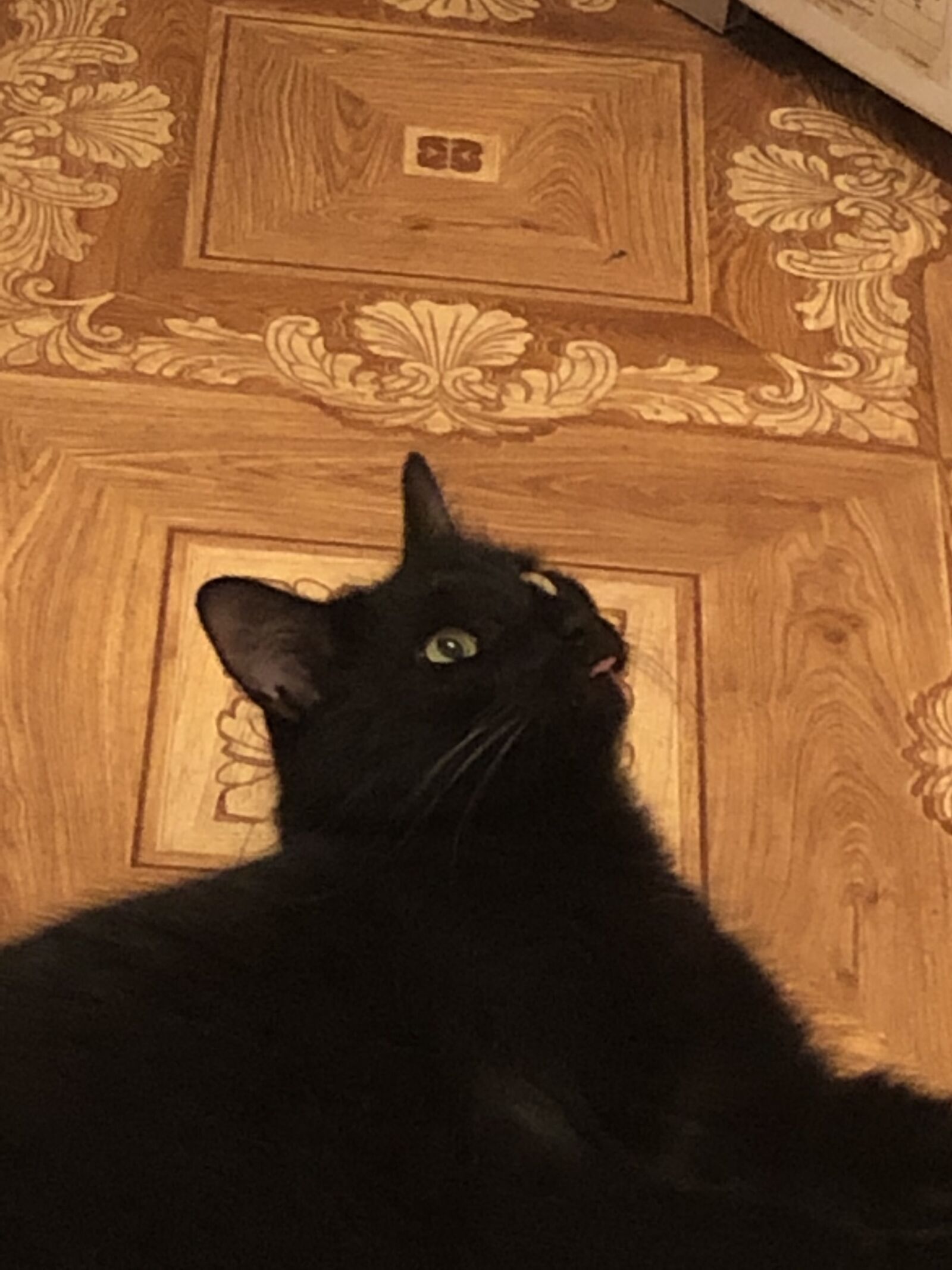 iPhone 8 Plus back dual camera 3.99mm f/1.8 sample photo. Cat, black cat, pet photography