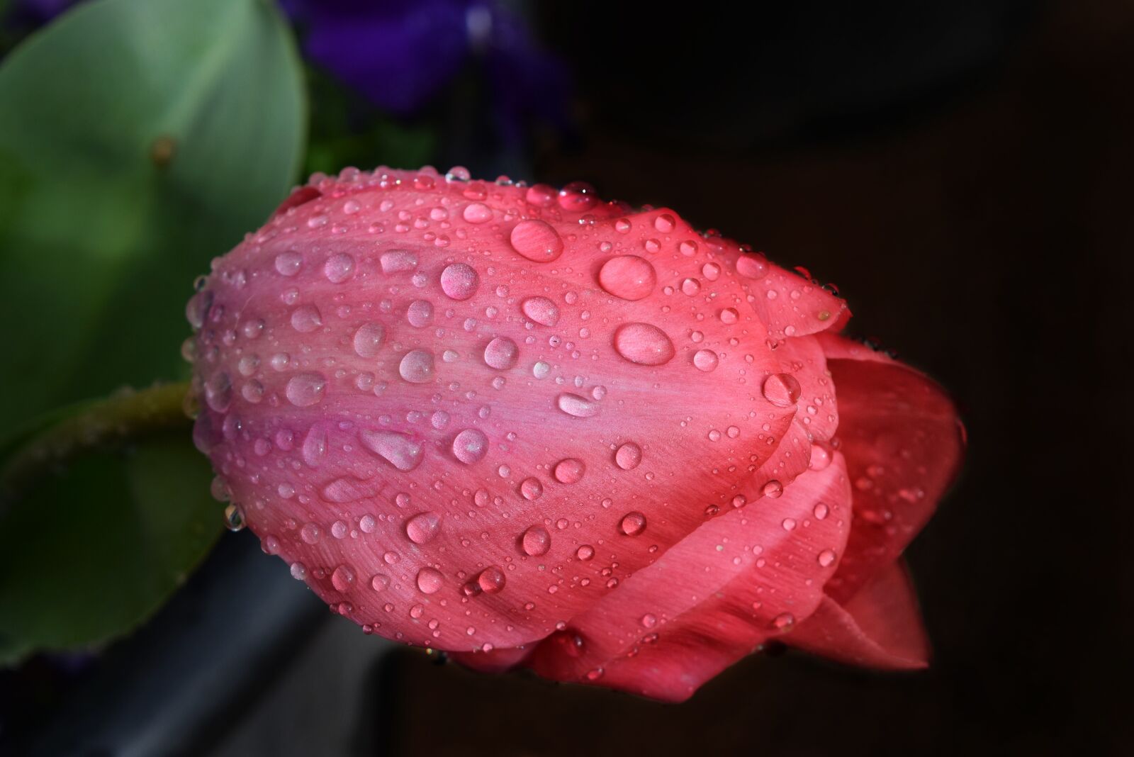 Nikon D3300 sample photo. Flower, nature, flora photography