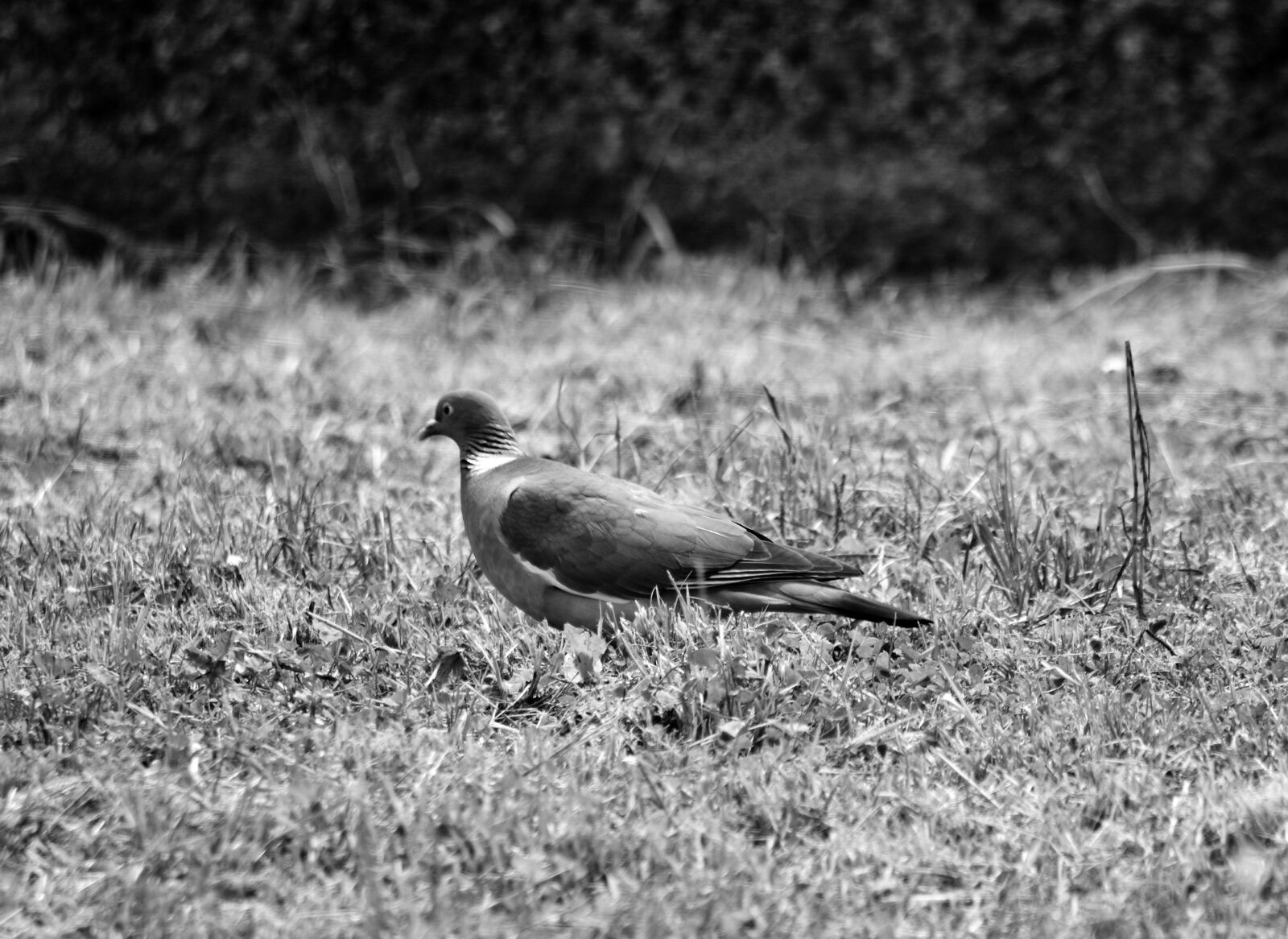 Nikon D5200 sample photo. Animalier, animaux, faune, noir photography