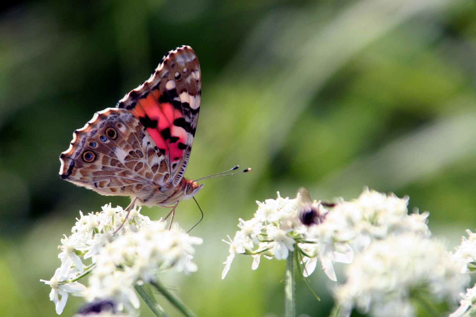 Canon EOS 350D (EOS Digital Rebel XT / EOS Kiss Digital N) sample photo. Butterfly, wings, insect photography