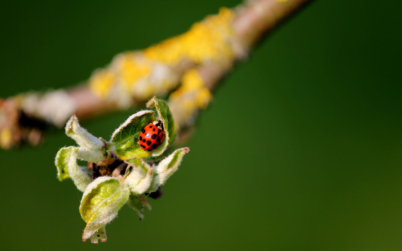 Canon EOS 1100D (EOS Rebel T3 / EOS Kiss X50) sample photo. Ladybug, leaf buds, branch photography