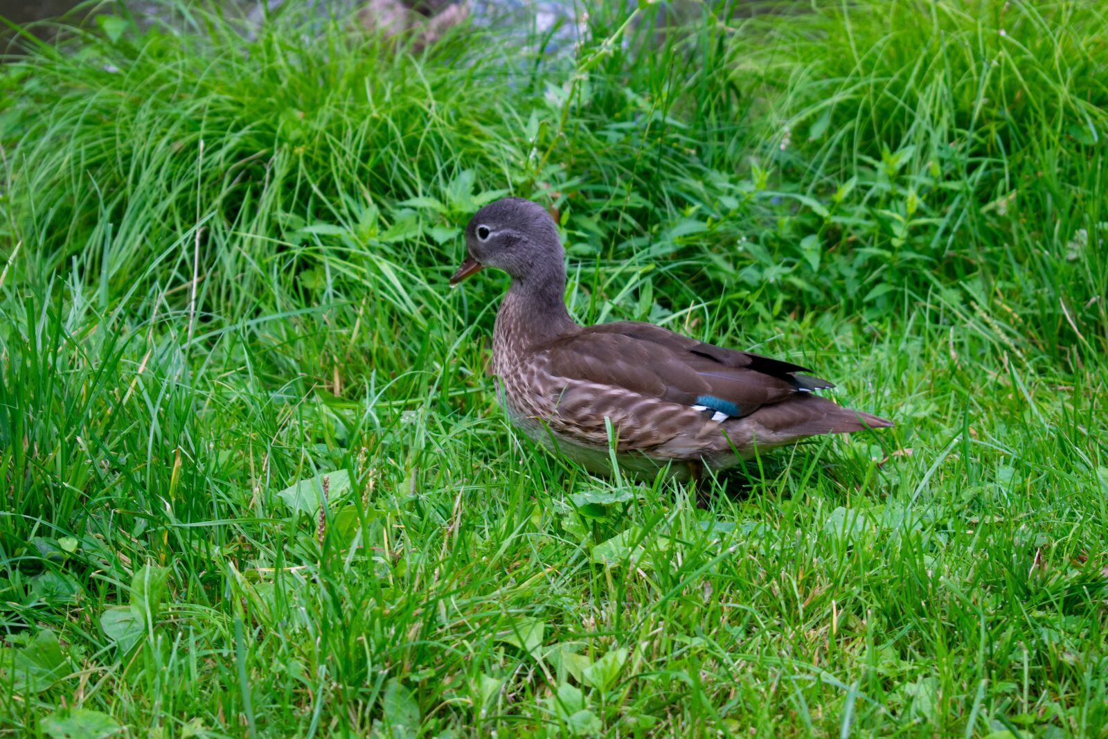 Nikon D5300 sample photo. Young duck, duck, bird photography
