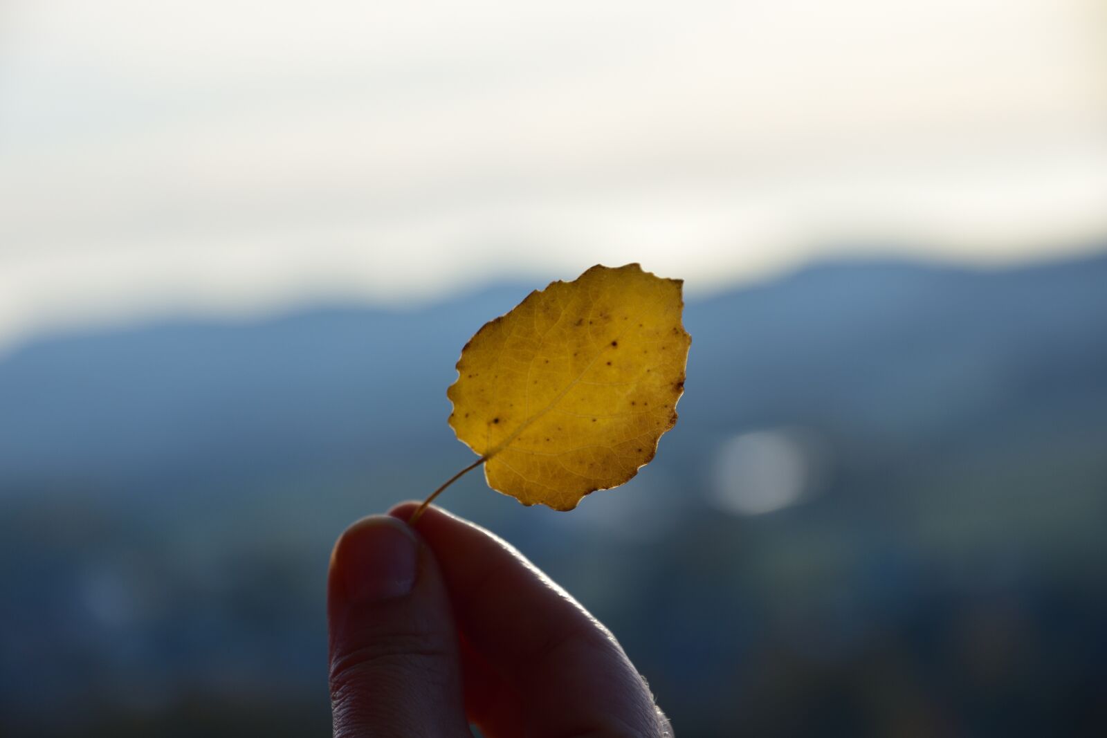 Nikon D3400 sample photo. Sheet, autumn, nature photography