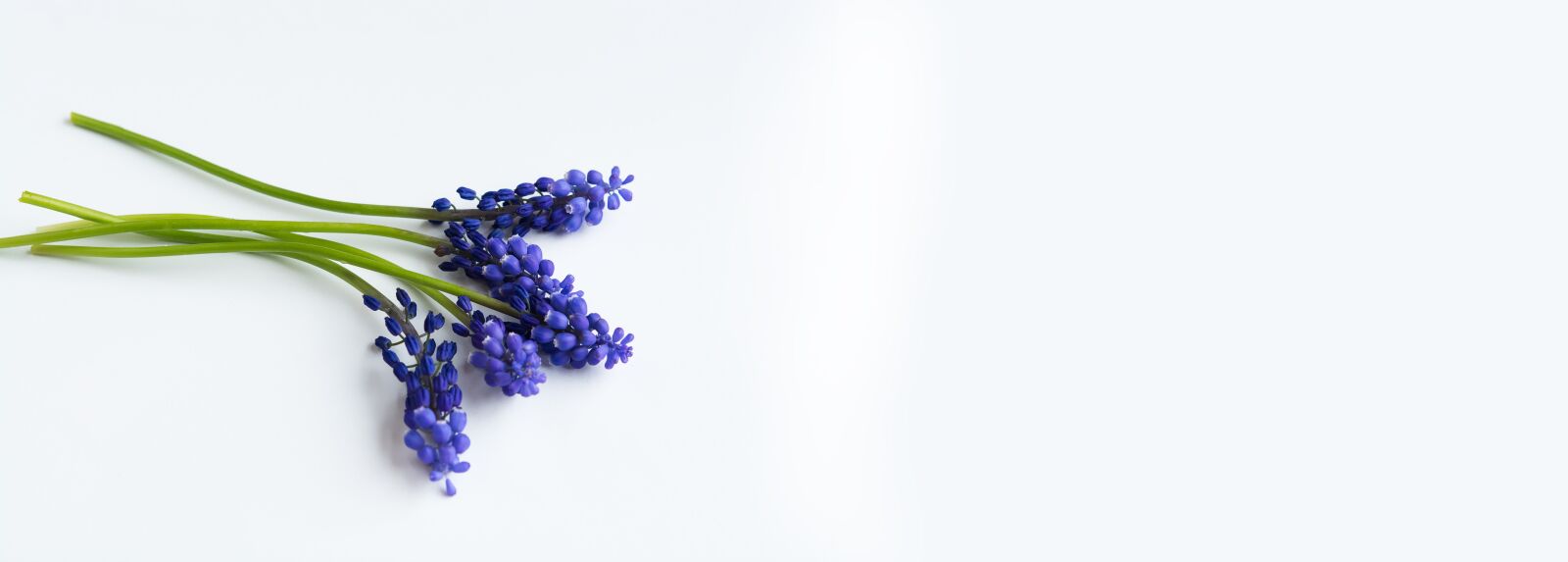Nikon D7100 sample photo. Grape-hyacinth, blue, flowers photography