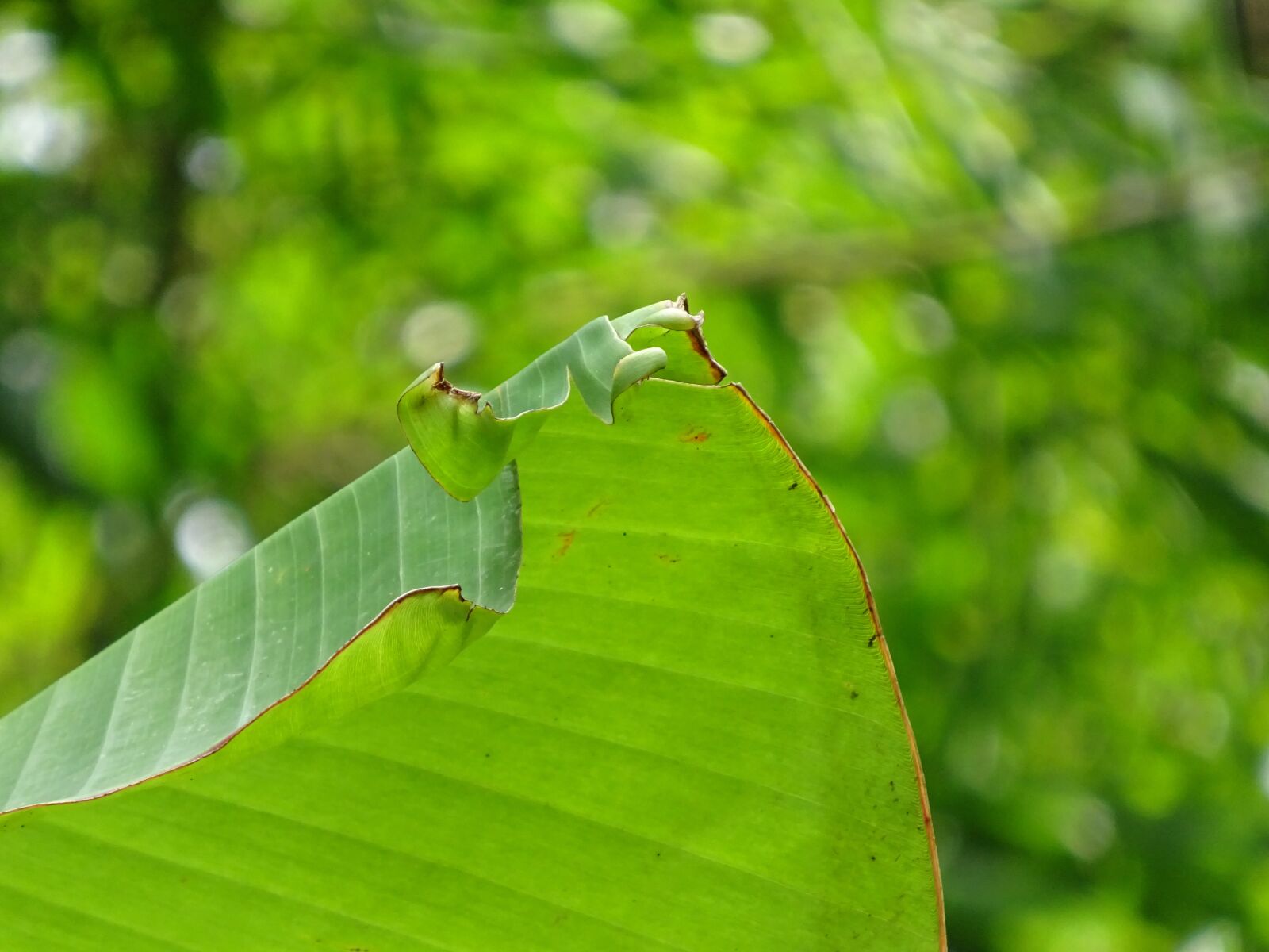 Sony Cyber-shot DSC-WX350 sample photo. Plant, banana leaf, green photography