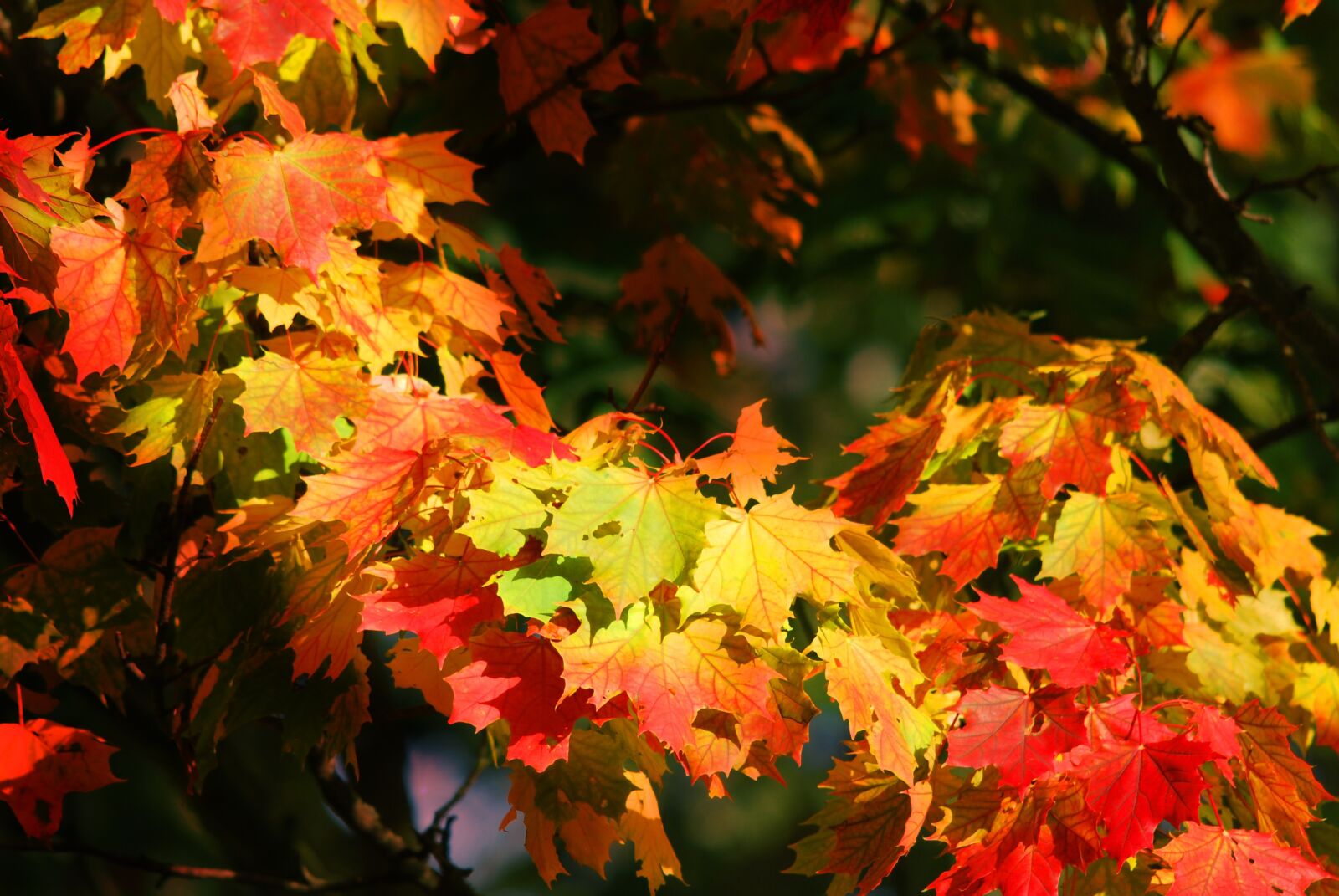 Nikon D60 sample photo. Autumn, leaves, emerge photography
