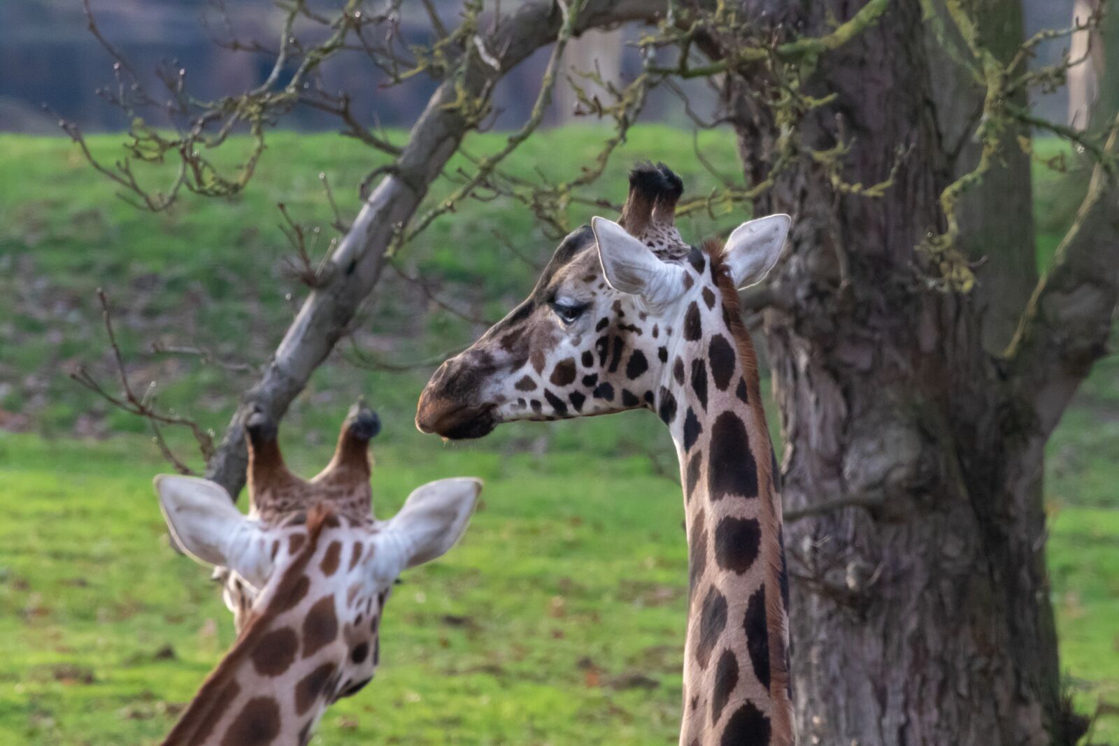 Canon EOS 7D Mark II sample photo. Rothschild giraffe, giraffe, long photography