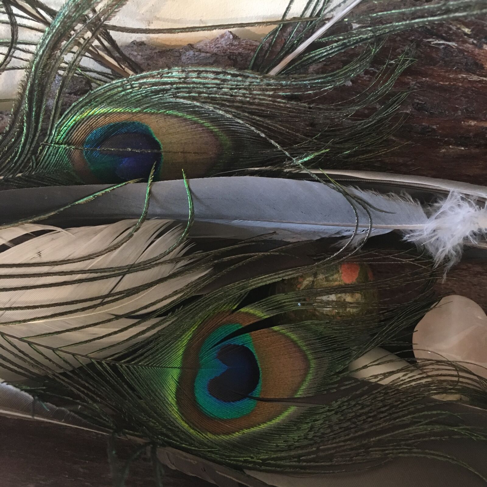 Apple iPhone SE sample photo. Feathers, peacock, feathers photography