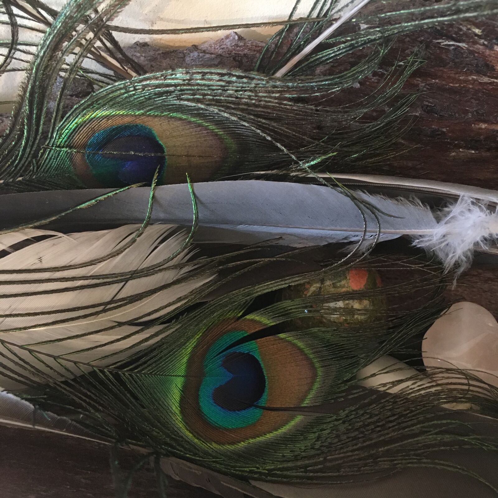 iPhone SE back camera 4.15mm f/2.2 sample photo. Feathers, peacock, feathers photography