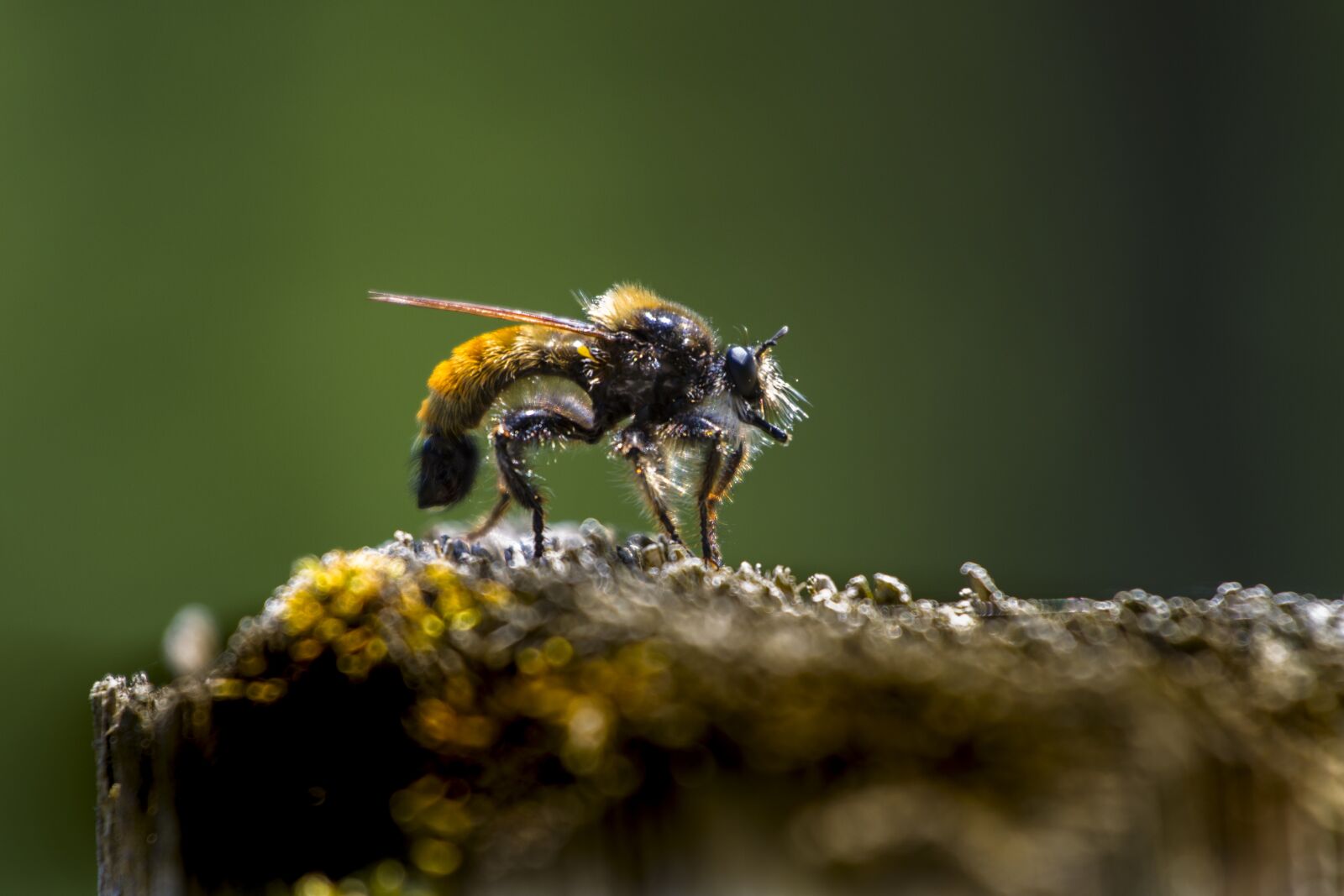 Canon EOS 7D + Canon EF 70-200mm F4L USM sample photo. Yellow murder fly, laphria photography