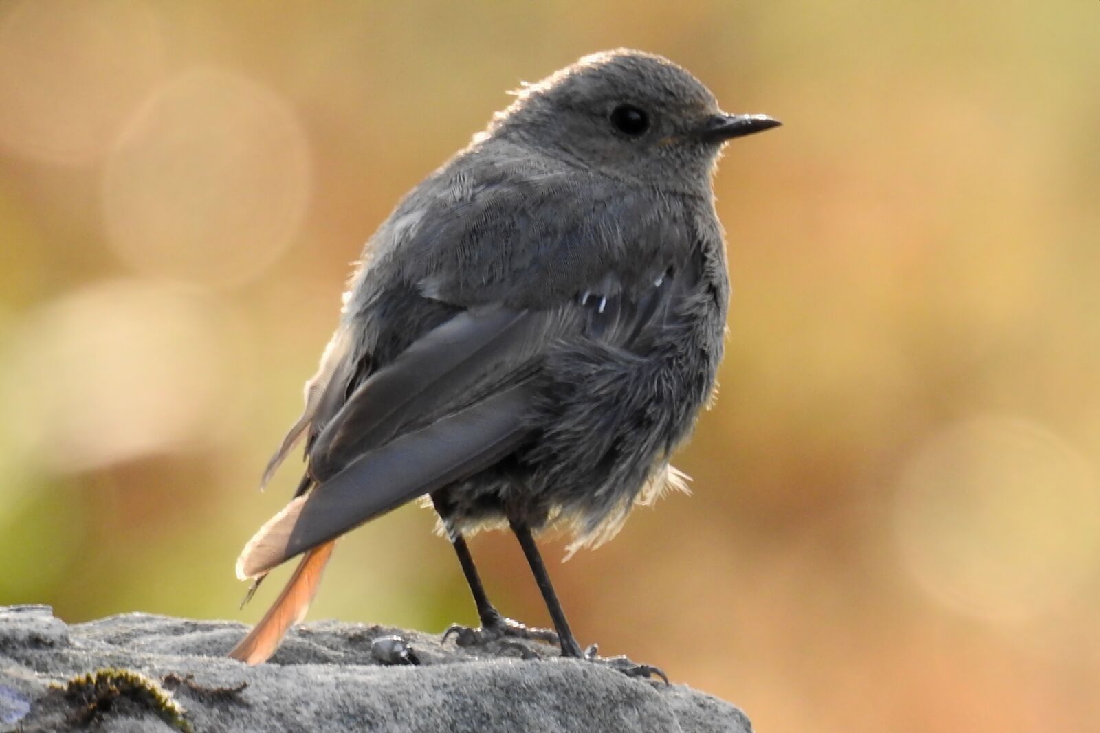 Nikon Coolpix P900 sample photo. Rotschwaenzchen, garden redstarts, bird photography