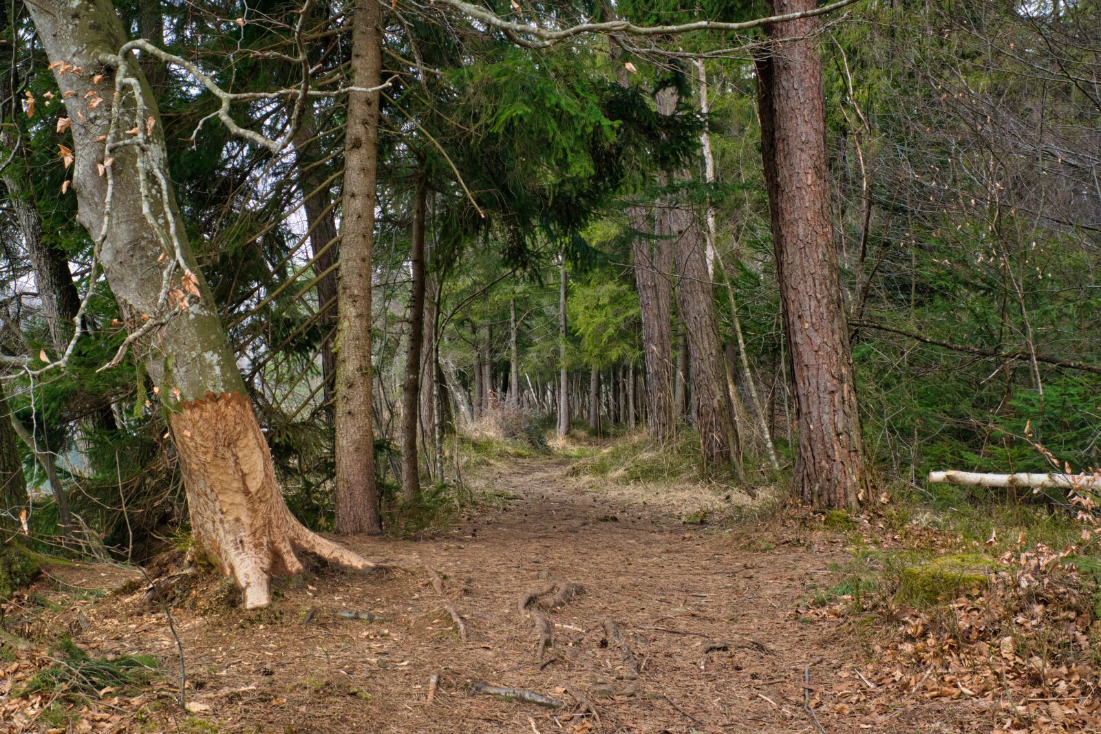 Nikon D7100 sample photo. Forest road, away, forest photography