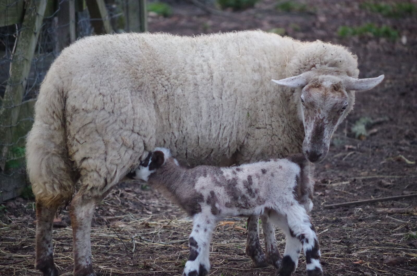 Pentax K-50 sample photo. Sheep, nature, animal photography