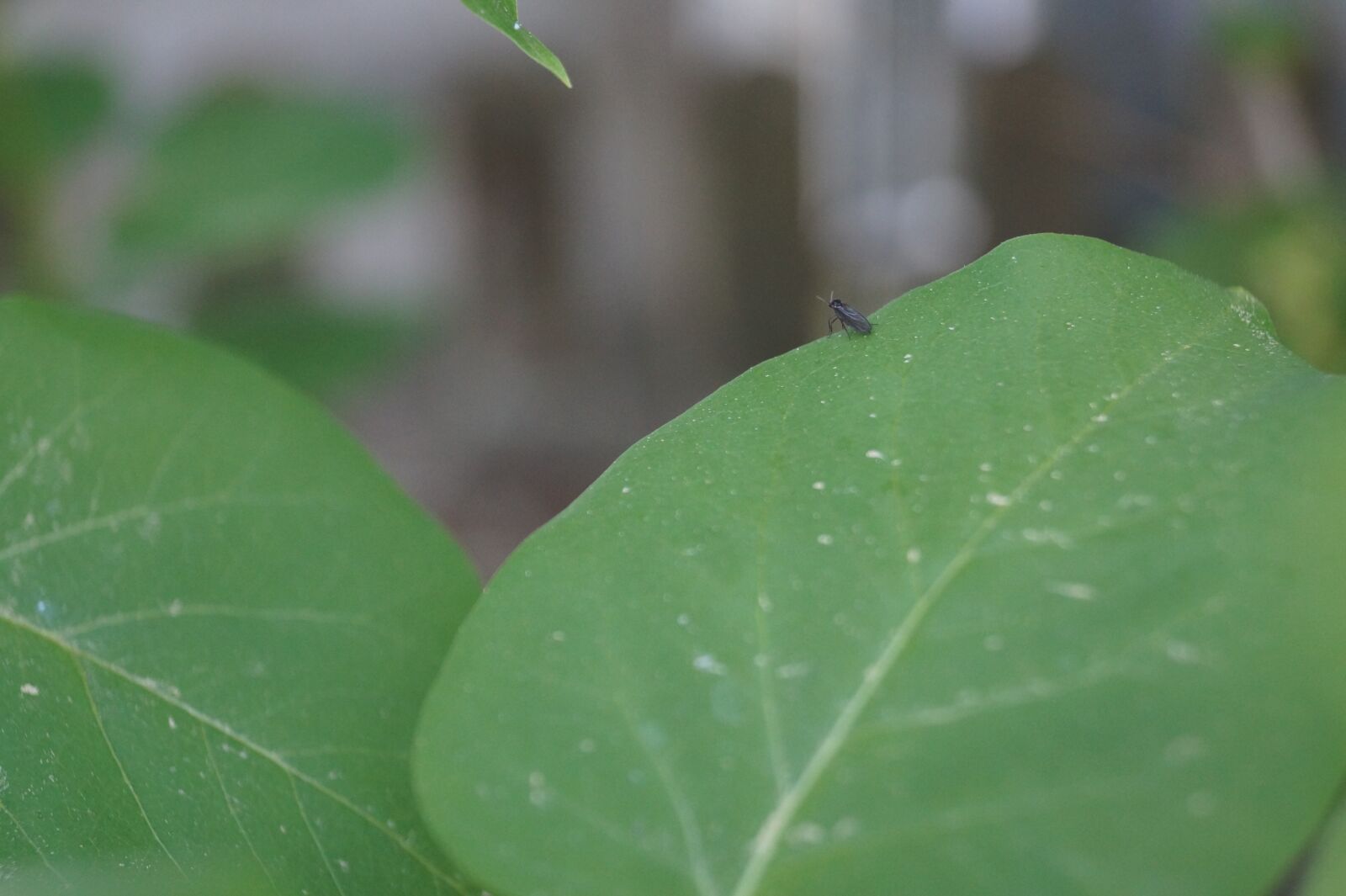 Sony DT 18-55mm F3.5-5.6 SAM II sample photo. Lilac, insect, fly photography