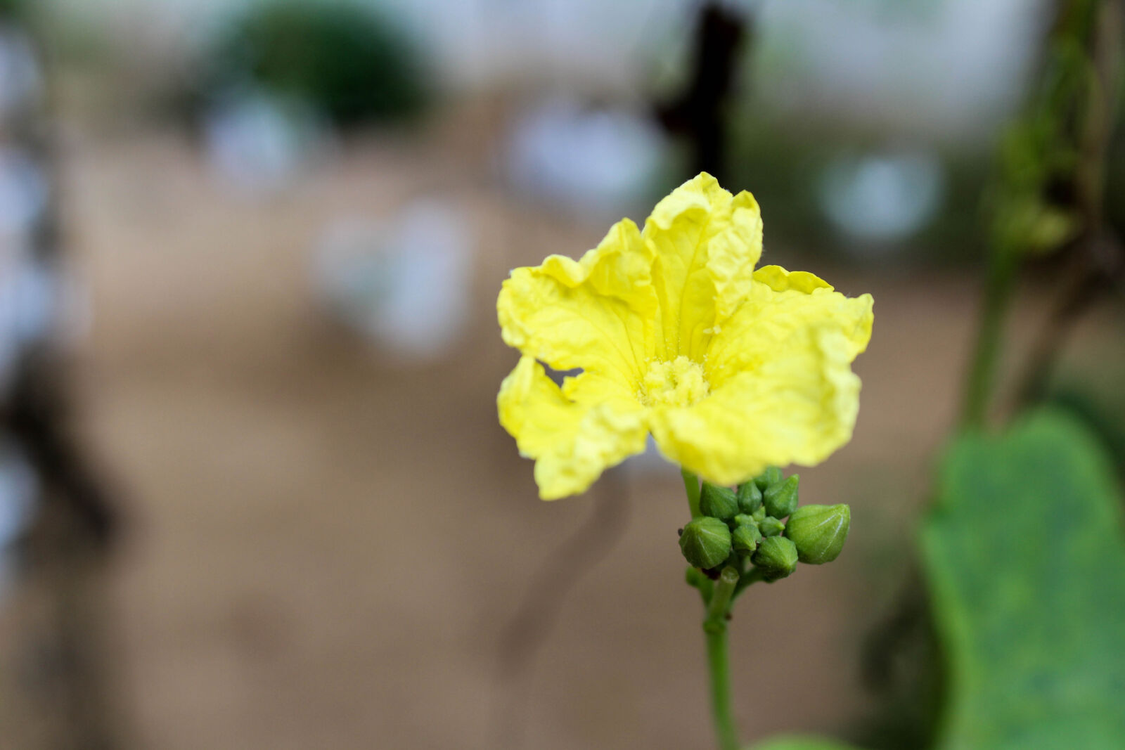 Canon EOS 1300D (EOS Rebel T6 / EOS Kiss X80) sample photo. Desktop, wallpaper, flowers, flowers photography