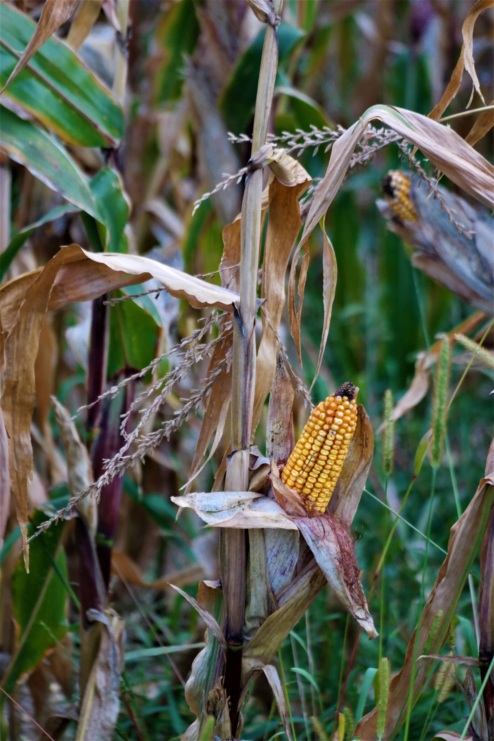 Samsung NX30 + NX 50-200mm F4-5.6 sample photo. Corn, harvest, corn on photography