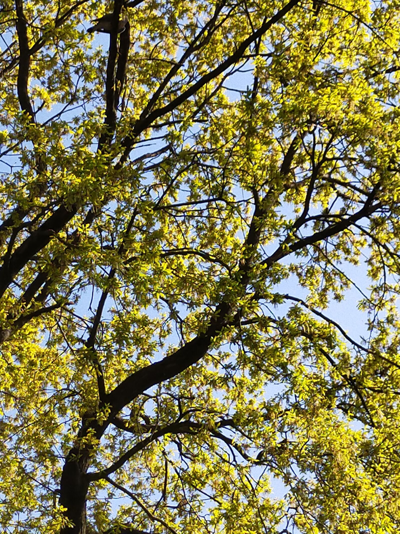 OPPO A9 2020 sample photo. Oak, leaves, branches photography