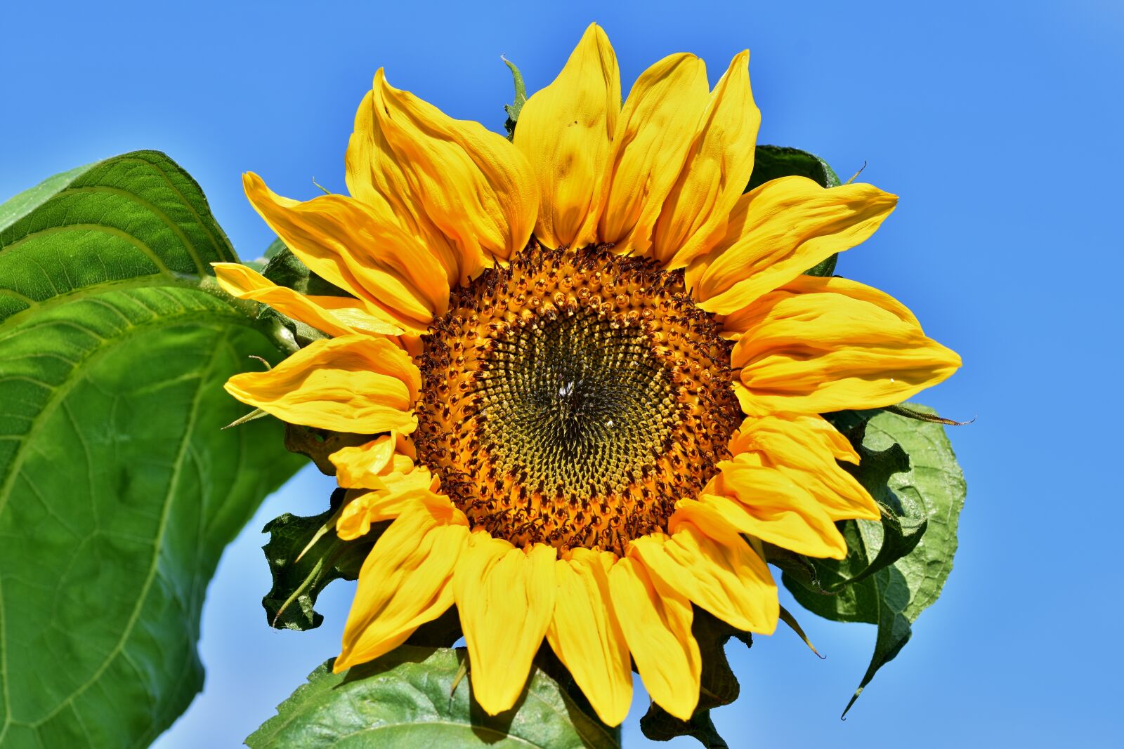 Nikon D7200 sample photo. Sunflower, flower, blossom photography
