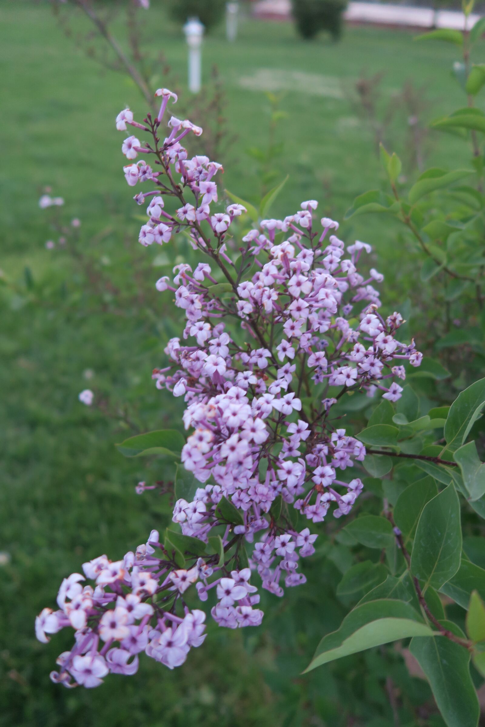 Canon PowerShot G7 X sample photo. Flower, plant, nature photography
