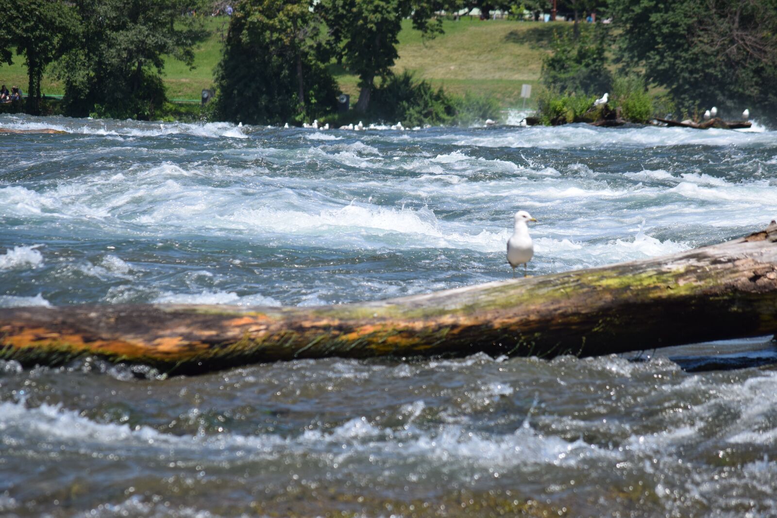 Nikon D3300 sample photo. River, bird, log photography
