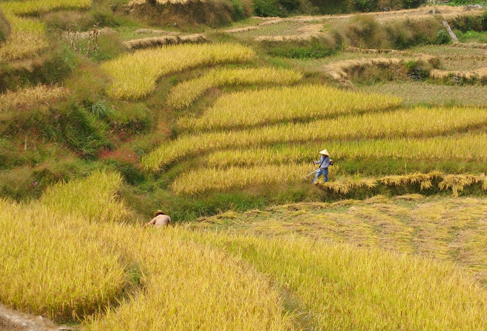 Sony Alpha DSLR-A230 sample photo. Rice, harvest, paddy photography
