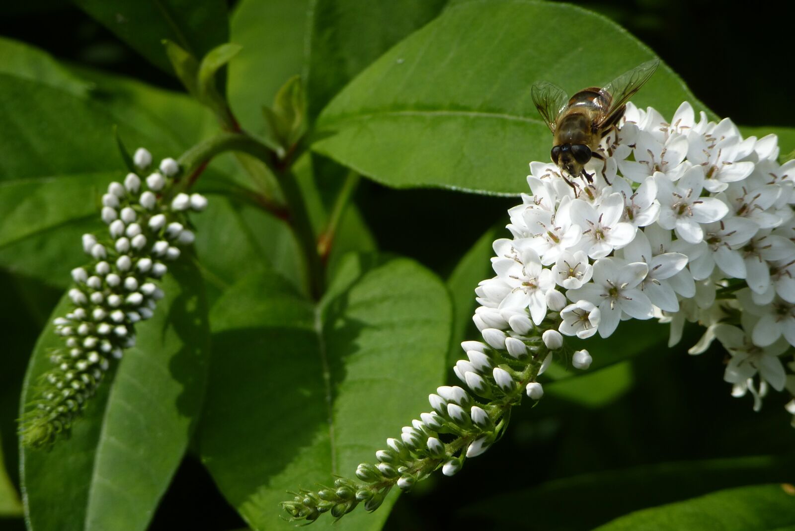 Panasonic Lumix DMC-ZS15 (Lumix DMC-TZ25) sample photo. Bee, flowers, pollinate photography