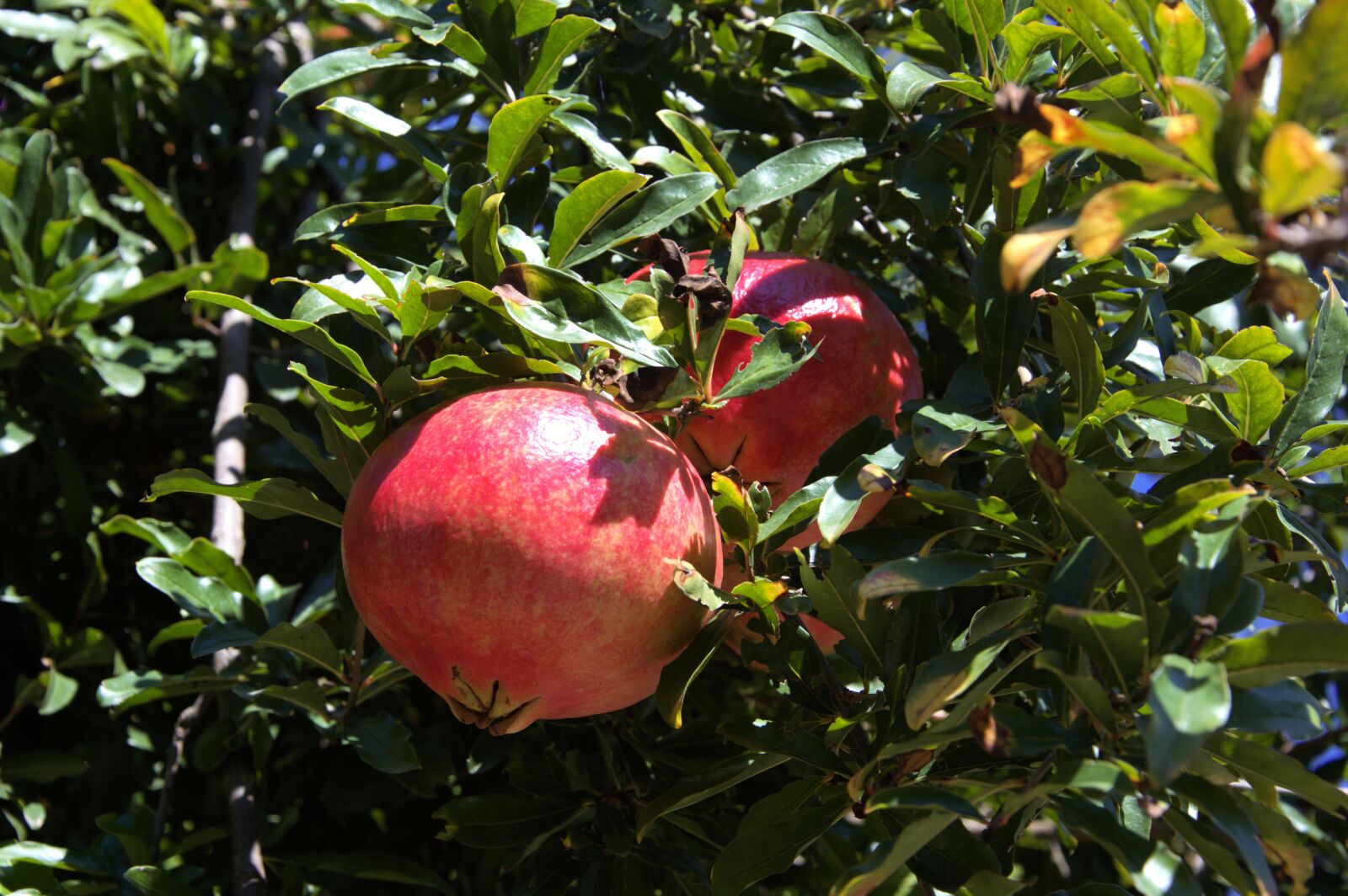 Nikon D3200 sample photo. Pomegranate, plant, fruit photography