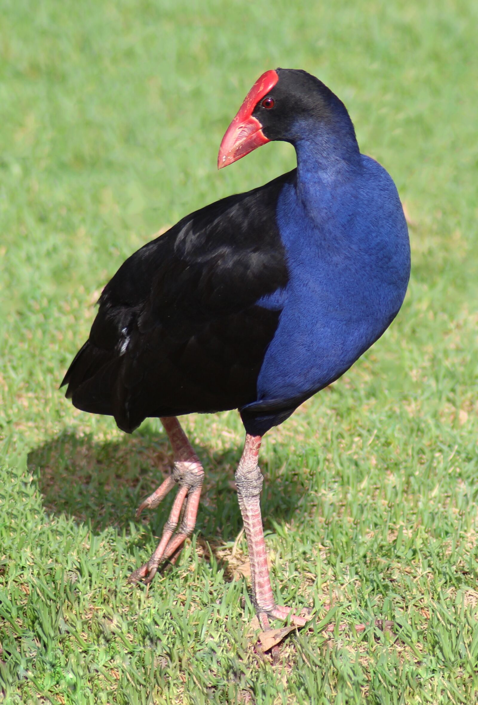 Canon EOS 700D (EOS Rebel T5i / EOS Kiss X7i) sample photo. Purple swamphen, moorhen, waterbird photography
