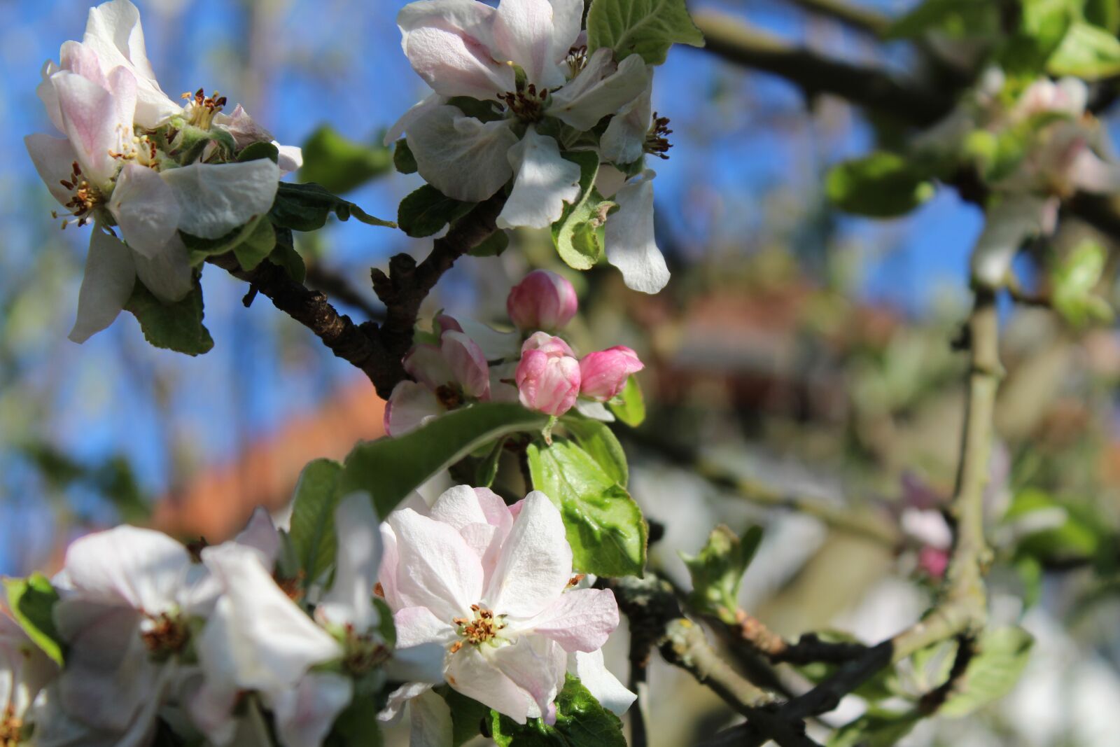 Canon EOS 1300D (EOS Rebel T6 / EOS Kiss X80) sample photo. Apple, blossom, bloom photography