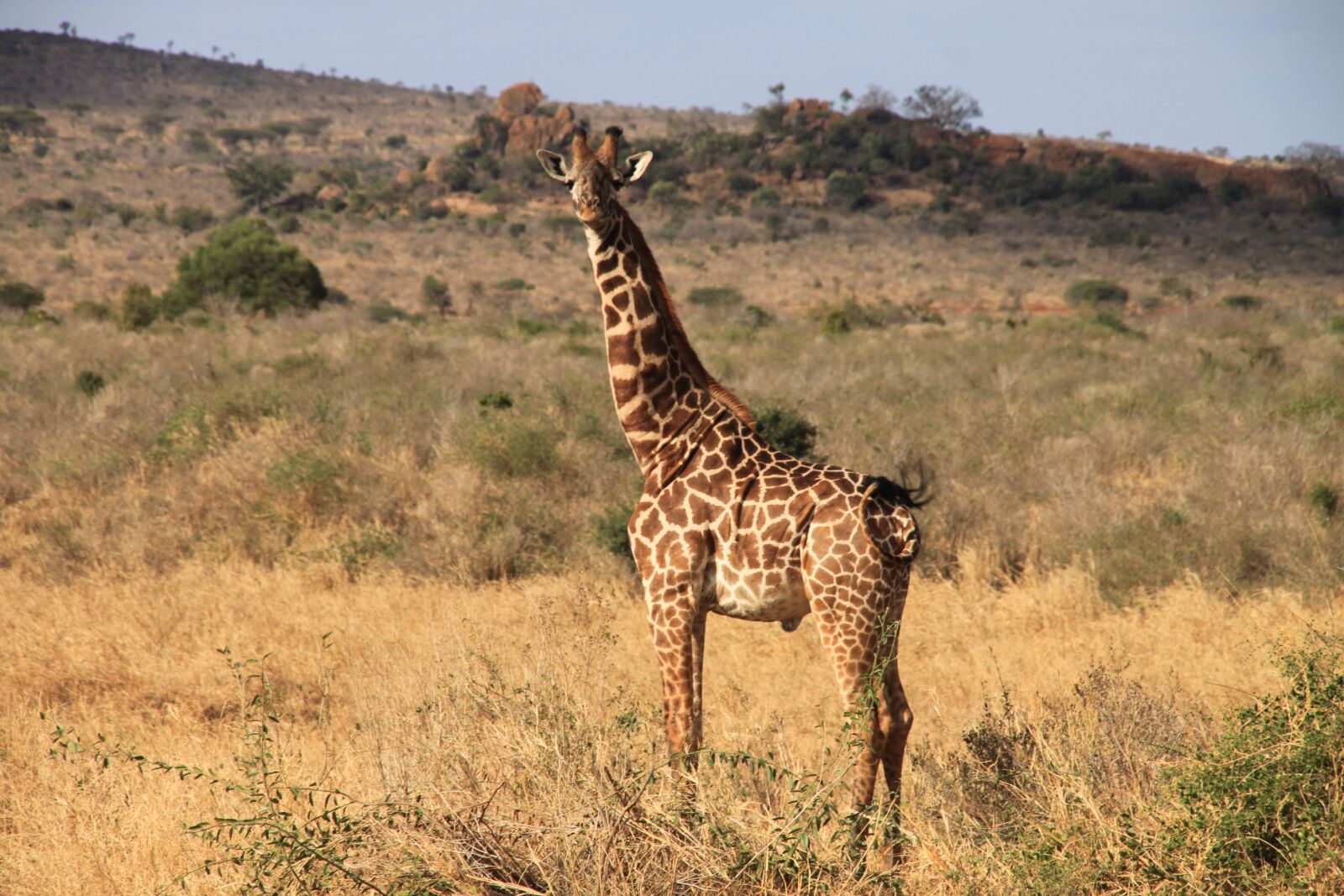 Canon EOS 500D (EOS Rebel T1i / EOS Kiss X3) sample photo. Giraffe, kenya, tsavo west photography