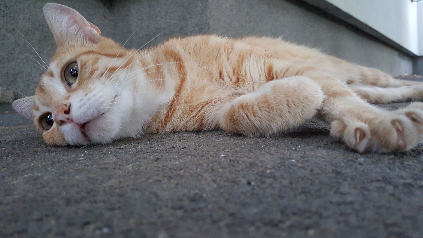 Samsung Galaxy Note5 sample photo. Alisa, happy, cat photography