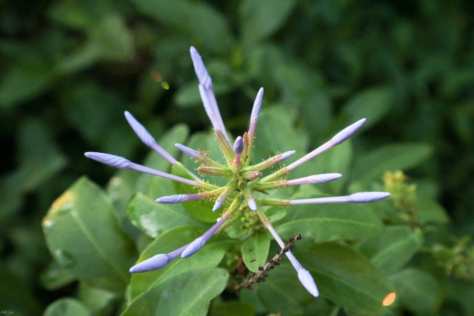 Canon EOS 1200D (EOS Rebel T5 / EOS Kiss X70 / EOS Hi) sample photo. Beautiful, flowers, dew, flowers photography