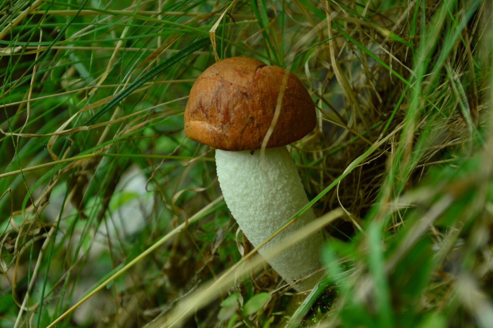 Nikon D3200 sample photo. Mushroom, leccinum scabrum, red photography
