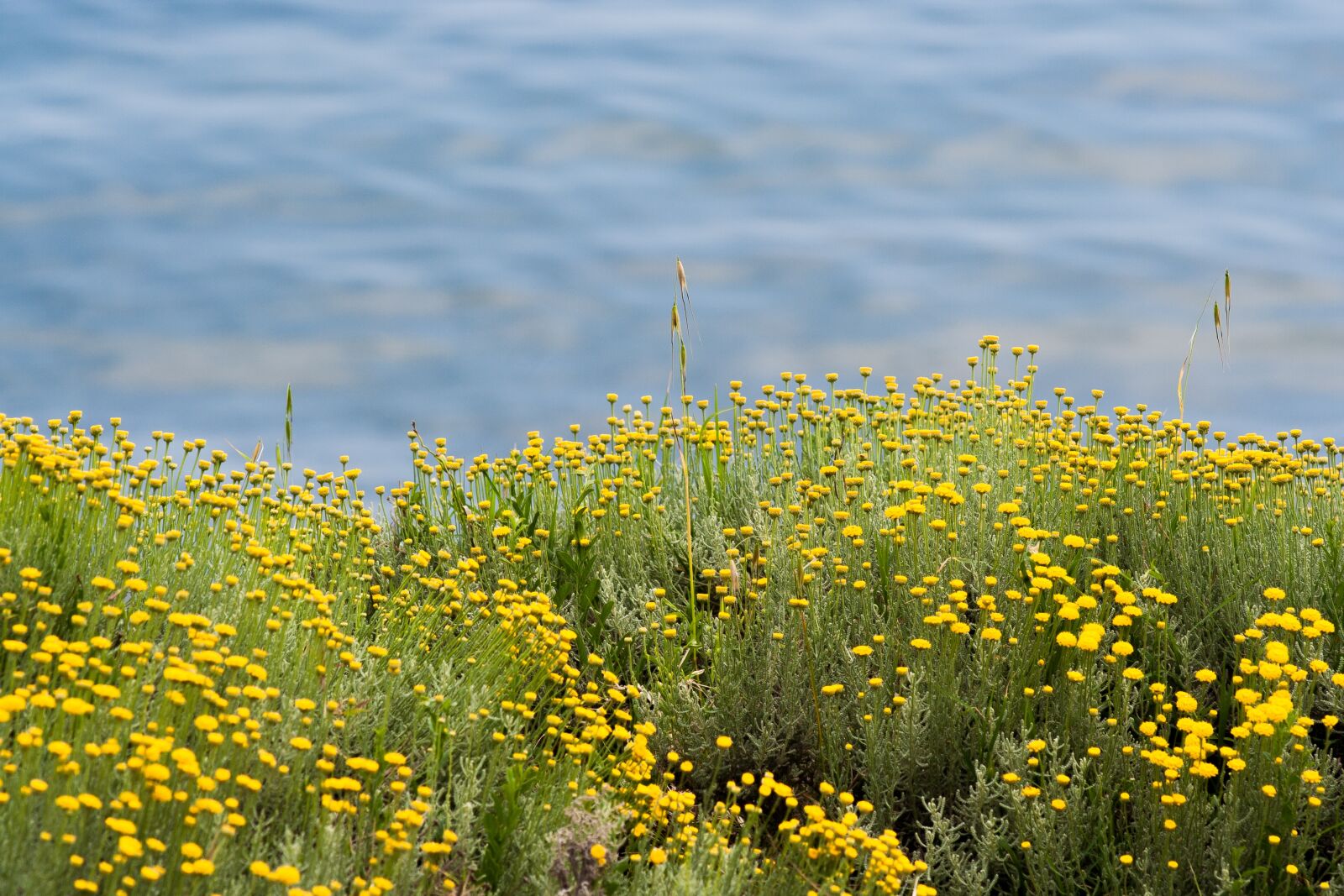 Canon EOS 350D (EOS Digital Rebel XT / EOS Kiss Digital N) sample photo. Sea, green, flowers photography
