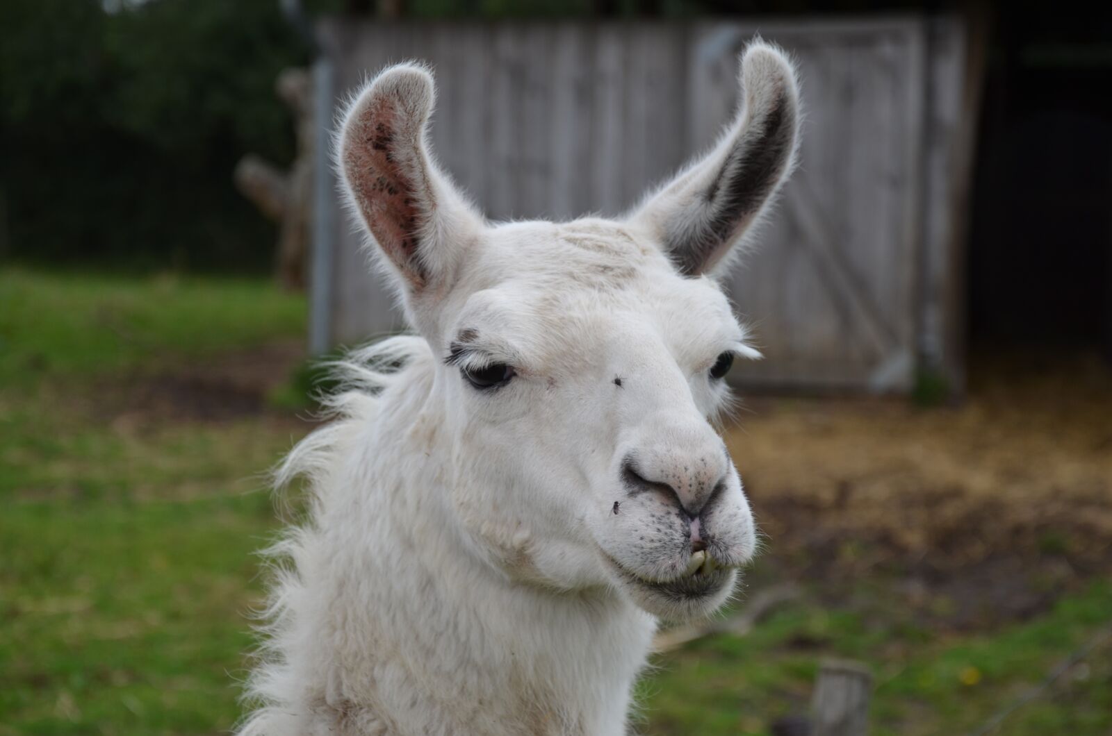 Nikon D5100 sample photo. Lama, spit, animal photography