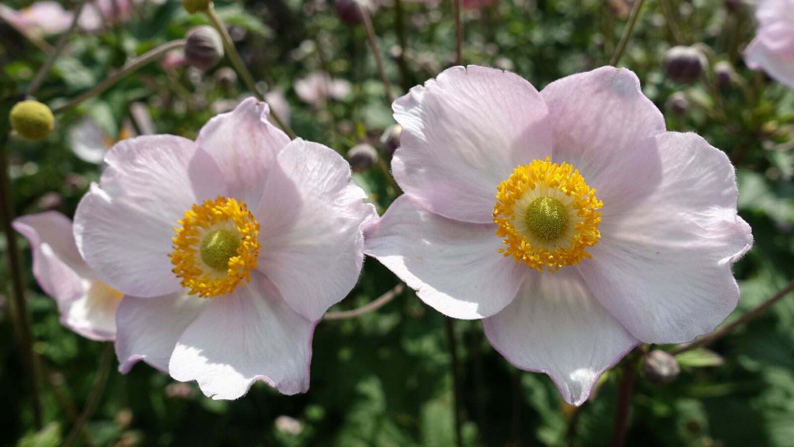 Sony Cyber-shot DSC-RX100 IV sample photo. Flowers, pink, nature photography