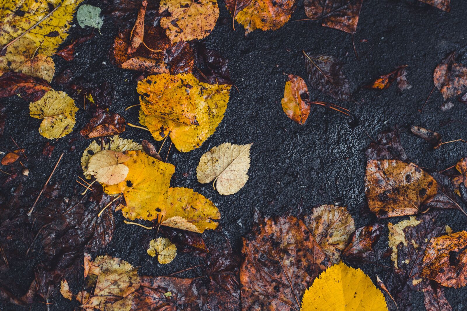 Canon EOS 100D (EOS Rebel SL1 / EOS Kiss X7) + Canon EF 50mm F1.8 STM sample photo. Autumn leaves, soil, mud photography
