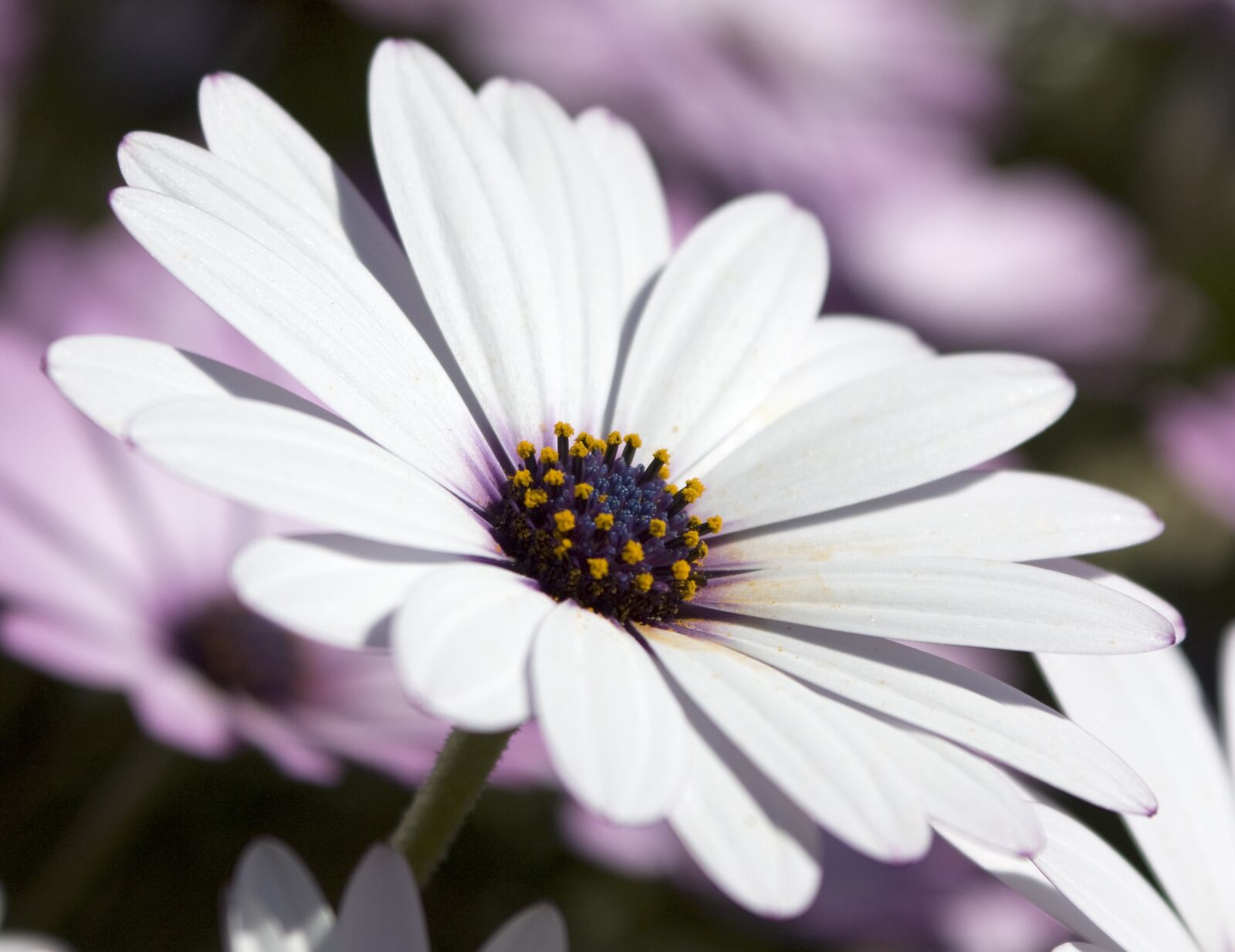 Canon EOS 450D (EOS Rebel XSi / EOS Kiss X2) sample photo. Osteospermum, african daisy, flora photography
