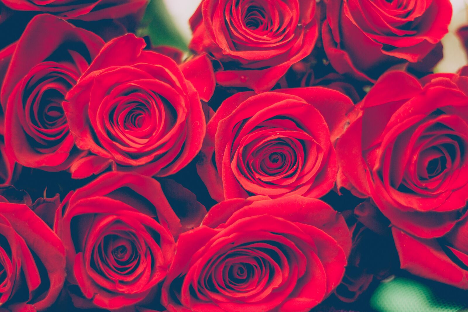 Canon EOS 60D + Canon EF 50mm F1.8 II sample photo. Anniversary, beautiful, birthday, bloom photography