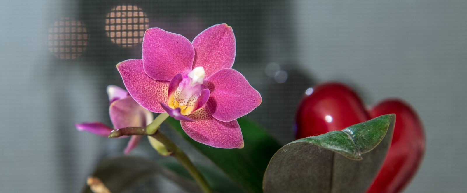 Nikon D850 sample photo. Phalaenopsis, orchid, flower photography