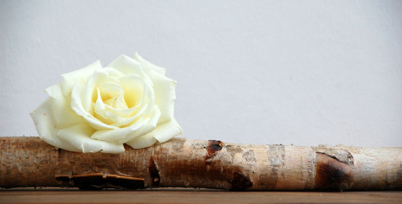 Nikon D40 sample photo. Nature, wood, rose photography