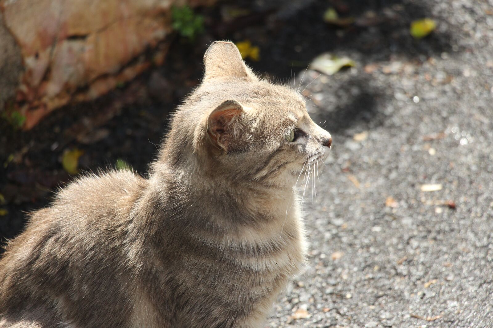 Canon EOS 700D (EOS Rebel T5i / EOS Kiss X7i) sample photo. Cat, standing, looking photography