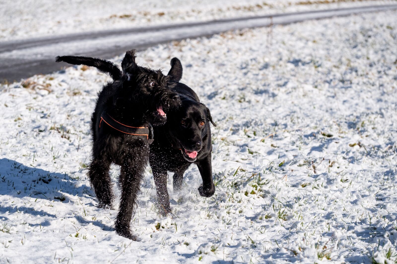 Fujifilm X-T2 + Fujifilm XF 80mm F2.8 R LM OIS WR Macro sample photo. Dogs, play, fun photography