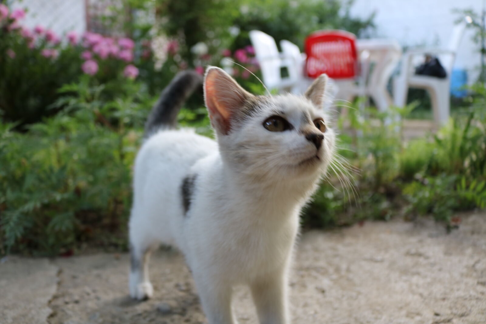 Canon EOS 750D (EOS Rebel T6i / EOS Kiss X8i) sample photo. Cat, kitten photography