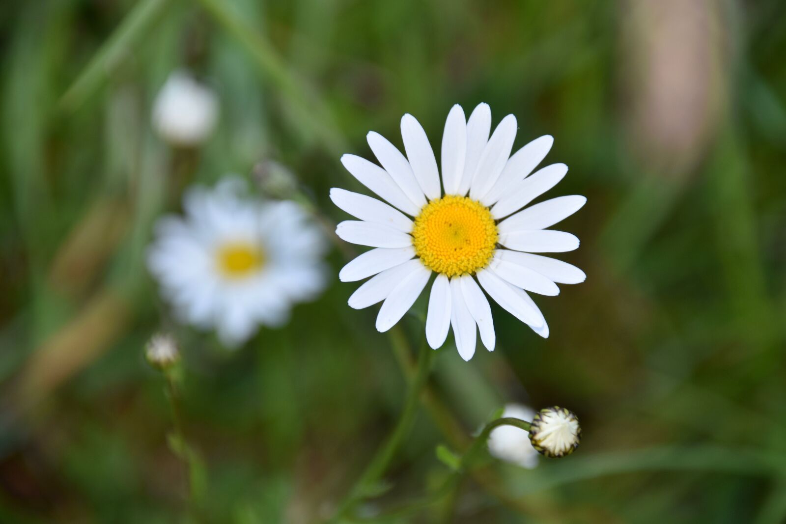 Nikon D5600 sample photo. Flower, marguerite, natural plant photography
