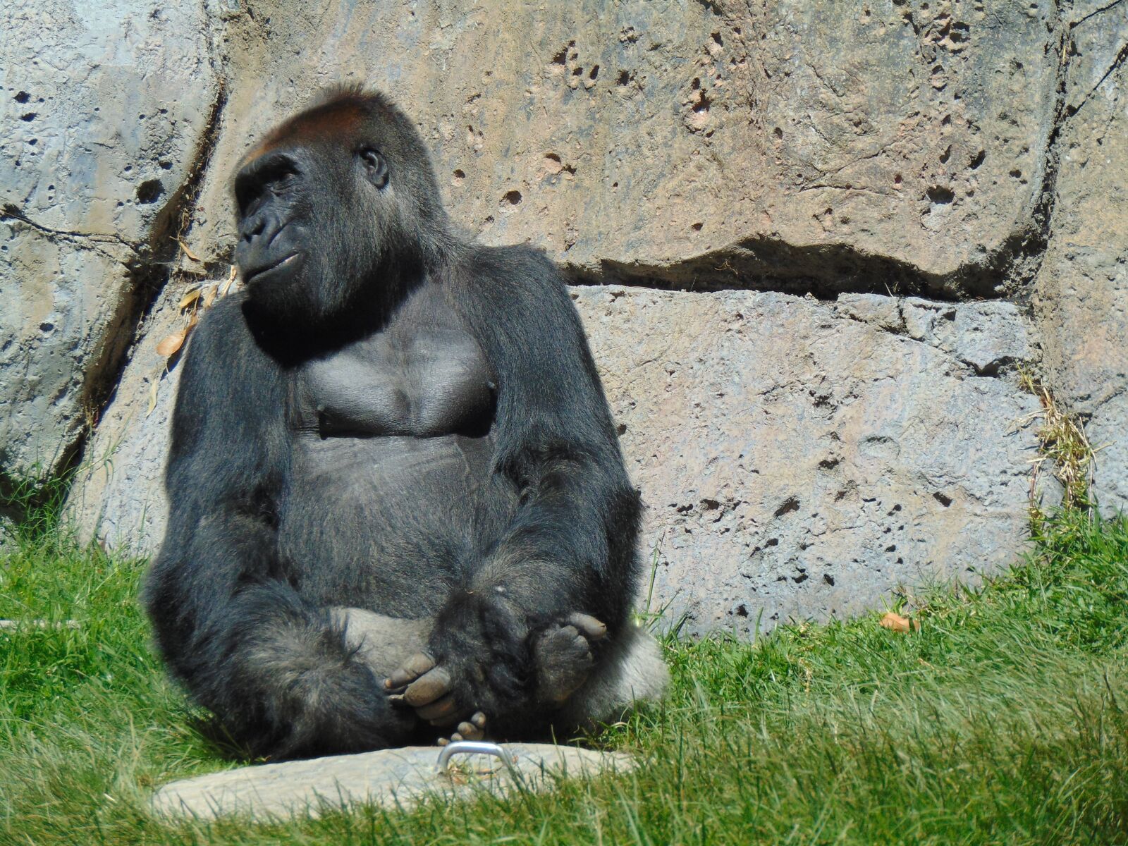 Sony Cyber-shot DSC-H300 sample photo. Gorilla, zoo, ape photography
