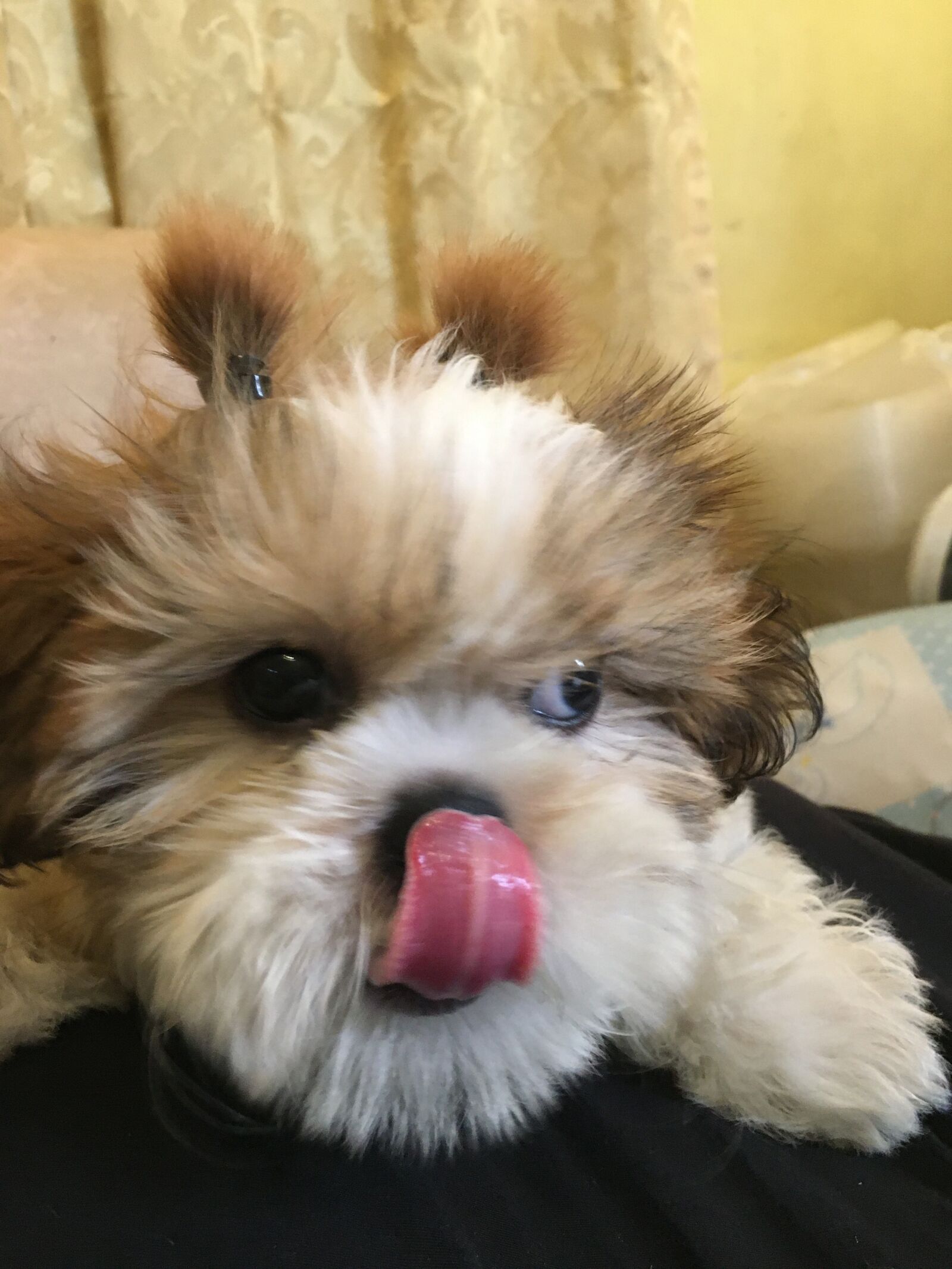 Apple iPhone 6s sample photo. Shitzubaby, shitzu, puppy photography