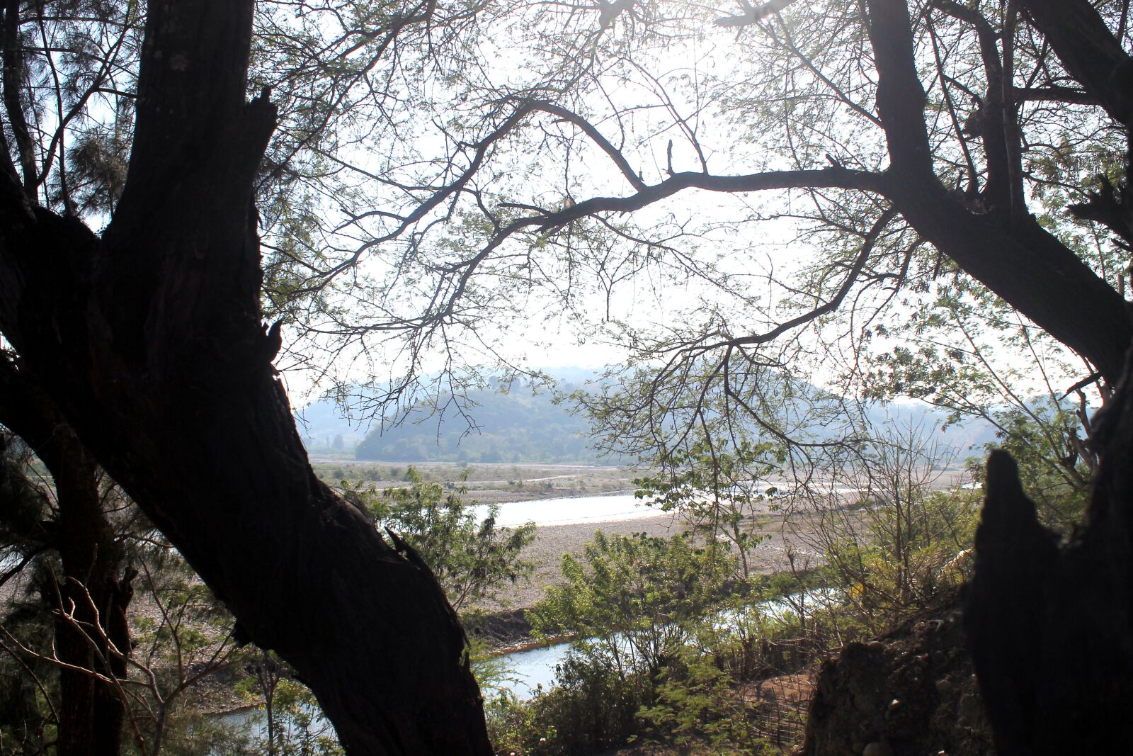 Canon EOS 1100D (EOS Rebel T3 / EOS Kiss X50) sample photo. The tree, wood, nature photography