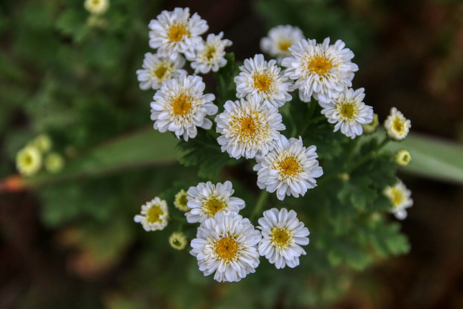 Canon EOS 80D sample photo. Flowers, white, spring photography